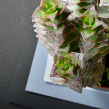 Crassula perforata variegata succulent, geometric macro photography with selective focus