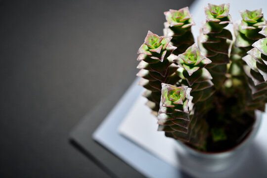 Crassula perforata variegata succulent, geometric macro photography with selective focus