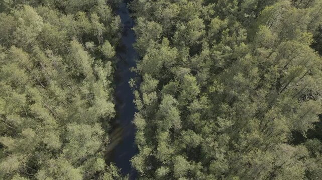 Aerial drone shot over green forest stream revealing scenic lake in the countryside near Lychen and Himmelpfort, Uckermark region, Brandenburg, Germany, under blue sky with sunny light