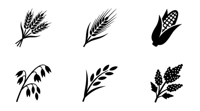 Cereal grain icons set, wheat rye corn oat barley rice agricultural vector symbols