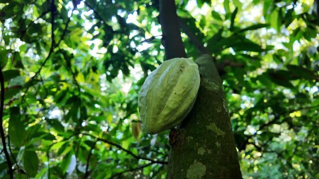 Cacao pod growing on its trunk in a lush green tropical plantation, highlighting the natural agricultural process of chocolate production in the Caribbean of Martinique island