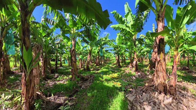 Banana plantation with lush green trees and developing fruit bunches protected by nets, thriving in the tropical landscape of Martinique, Grand Riviere in French Antilles, Caribbean of France