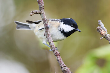 Coal Tit On A Branch (Periparus ater) - 241F3067 © Hizglebe