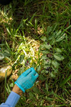Blue-gloved field worker examines a leafy shrub with dark insects or berries among grass, using a small red tool in a sunlit outdoor setting.