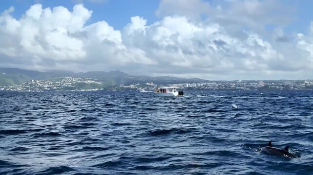 Wild dolphin, with a white splash of water from surfacing, gracefully swimming in the deep blue ocean of Martinique, French Antilles, representing marine wildlife, freedom and tropical vacation travel