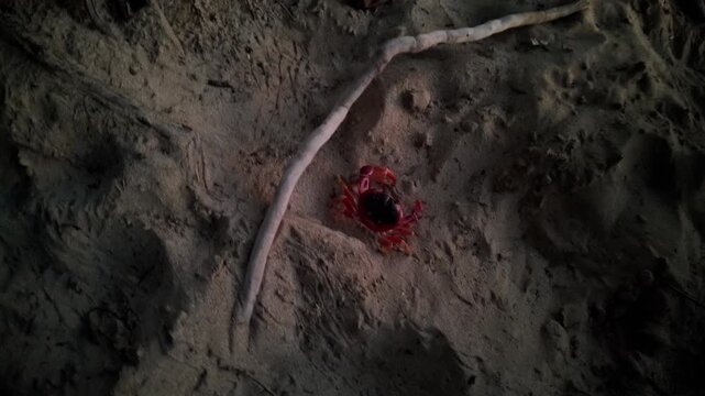 Red land crab emerging from the dense tropical vegetation at night and migrating on sandy Plage des Salines beach in Martinique, French Antilles during night. Touloulou crab, geocarcinus species