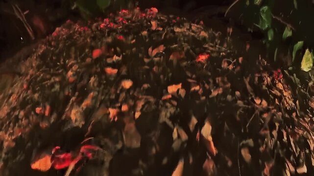 Red land crabs are emerging from the dense tropical vegetation at night and migrating on sandy Plage des Salines beach in Martinique, French Antilles during night. Touloulou crab, geocarcinus species