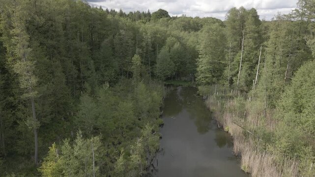 Aerial drone shot flying over dense green forest towards scenic lake in the countryside near Lychen, Uckermark region, Brandenburg, Germany, under a cloudy summer sky with sunlight rays