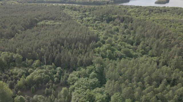 Panoramic high aerial drone view flying over vast green pine forest revealing scenic lake and rural landscape near Lychen, Uckermark region, Brandenburg, Germany, under cloudy summer sky