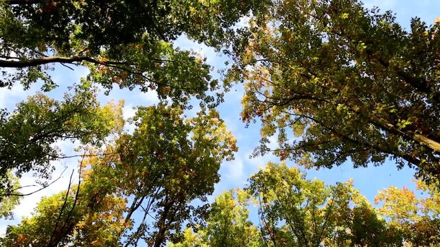 Autumn tree canopies with colorful foliage reach toward a bright blue sky. Scenic low angle video shows warm sunlight filtering through branches in a wild forest. Beautiful footage captures a peaceful