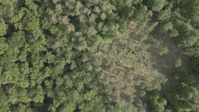 High aerial view drone shot flying over dense green forests and revealing the scenic Grosser Lychensee lake near Lychen, Uckermark region, Brandenburg, Germany, under a dramatic cloudy sky