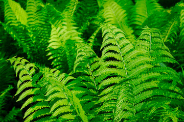 Vibrant green fern fronds unfurling in a lush tropical forest creating a peaceful natural background © Kamil