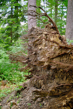 Uprooted giant tree exposing intricate roots and earthy soil in a lush green forest landscape