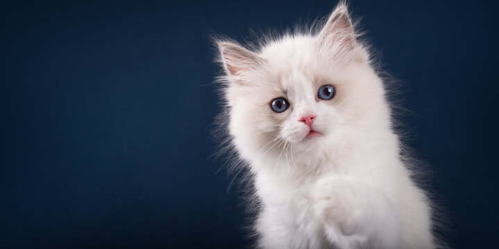 Cute adorable white ragdoll kitten on isolated blue background looking at camera