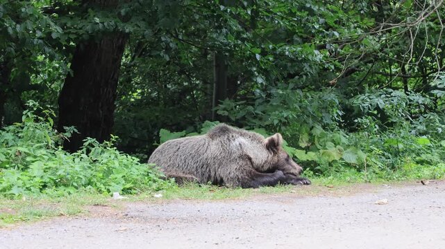 Wild brown bear resting on a grassy slope beside a forest path in the Transfagarasan mountains, showing European wildlife, serene habitat and rugged Carpathian landscape in Transylvania, Romania