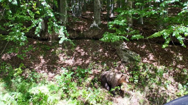 Wild brown bear foraging along the Transfagarasan road in Romania's Carpathian Mountains of Transylvania, moving through sunlit forest vegetation in its natural, remote mountain habitat