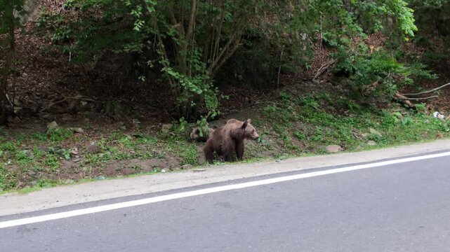 Carpathian brown bear mother and her cub are standing by the side of the Transfagarasan mountain road in Transylvania, Romania, surrounded by lush forest vegetation