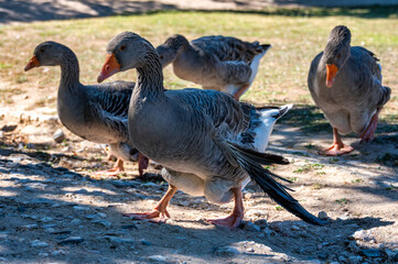 Gray domestic goose with an orange beak and detailed feather pattern walking on sunlit ground with three other geese in the background. © ricardo rocha