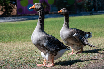 Two gray domestic geese with orange beaks standing on a grassy lawn in daylight, showing their long necks and detailed feather patterns. © ricardo rocha