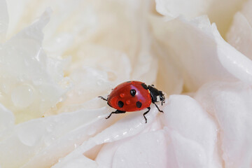 Ladybug on Cream Flower Macro © svittlana