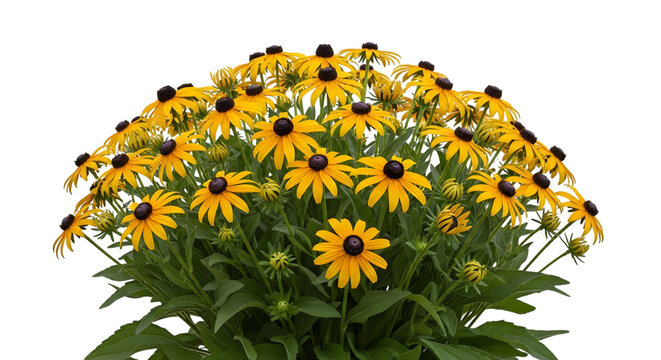 A beautiful bush of vibrant yellow black eyed susan flowers isolated on a black background