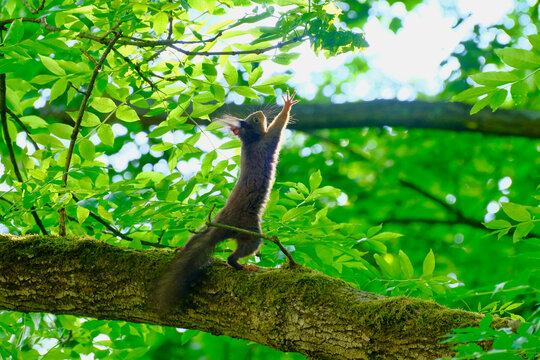 Red squirrel standing tall on a mossy branch stretching upwards towards vibrant green leaves in a sunlit forest canopy wildlife capture