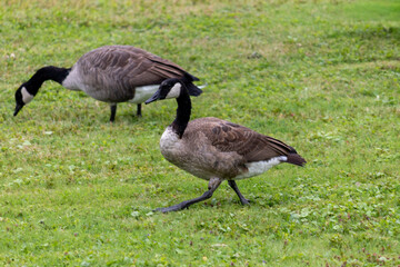 Wild geese at Otsiningo Park in Binghamton, New York  © Márcia C.