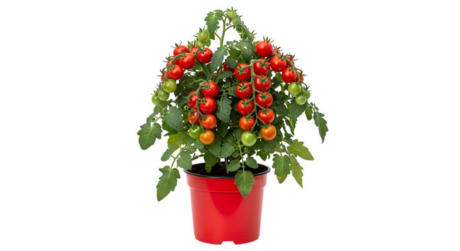 Small cherry tomato plant growing in a bright red plastic pot isolated on black background