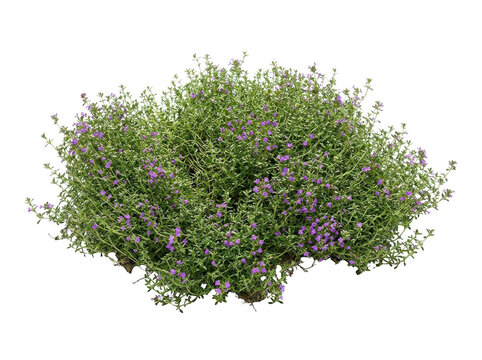 Flowering thyme herb bush isolated on transparent background