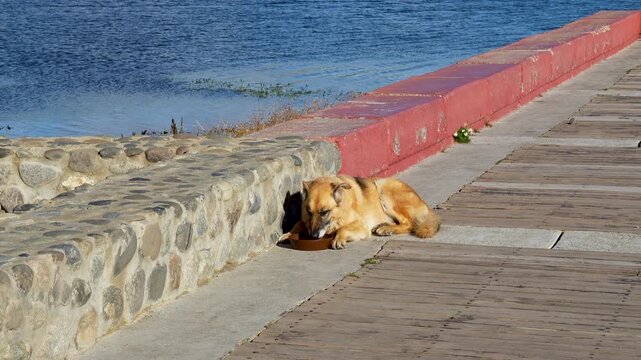 Stray Dog Feeding  from a Bowl on a Seaside Promenade. Ginger Mixed-Breed Dog Quenching Thirst from a Bowl on a Wooden Boardwalk