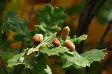 Close-up of an oak branch with acorns. © Iwona