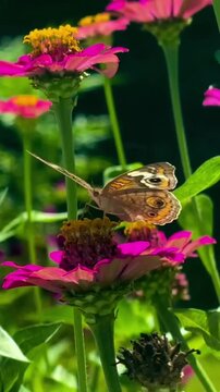 A beautiful butterfly resting on a vibrant pink zinnia flower
