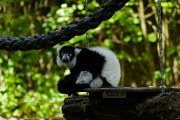 Fototapeta premium Lemur