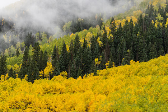 Aautumn Foliage in the San Juan Mountains of Colorado..