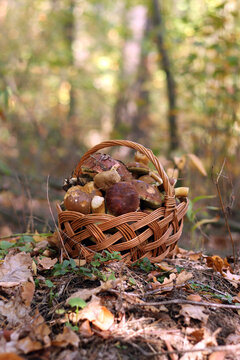 Fresh forest mushrooms in a wicker basket. Traditional wicker basket, completely filled with freshly picked forest mushrooms, stands on the ground among dry oak leaves. Mushroom season. Quiet hunting