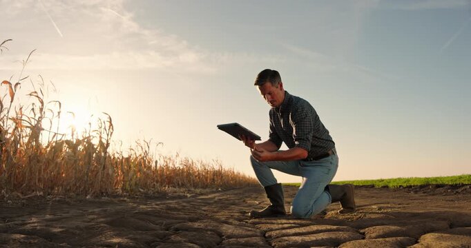 Male agronomist using a tablet to analyze dry, cracked soil in a cornfield. Anxious farmer checking crops affected by drought