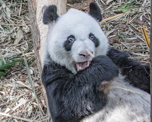 A panda © YK