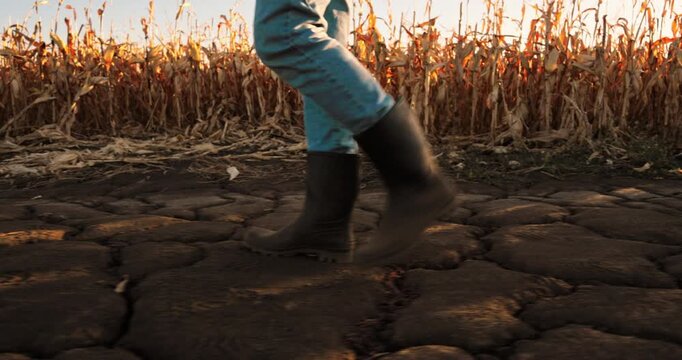 Farmer in rubber boots walking across a dry, cracked field next to a withered corn crop. Arid landscape symbolizing climate change impact