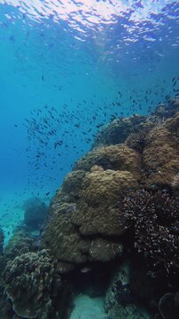Massive Porites Coral Colony Surrounded by Schooling Reef Fish on a Tropical Coral Reef in Malaysia, Vertical Underwater Footage