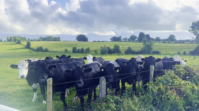 Herd of black and white cows standing together near a wooden fence in a lush green pasture