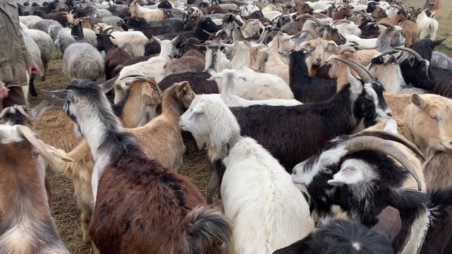 Large herd of domestic goats and sheep crowded together in farm enclosure or livestock pen