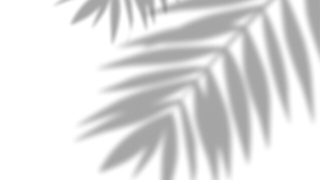 Palm leaf shadow overlay isolated on white background for creative graphic design and photography compositing