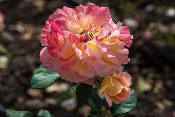 Abraham Darby English Rose © Elena Odareeva
