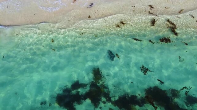 Aerial view of a stingray swimming over the sandy seabed and seaweed in the clear turquoise waters of Hamelin Bay, Western Australia, Australia.