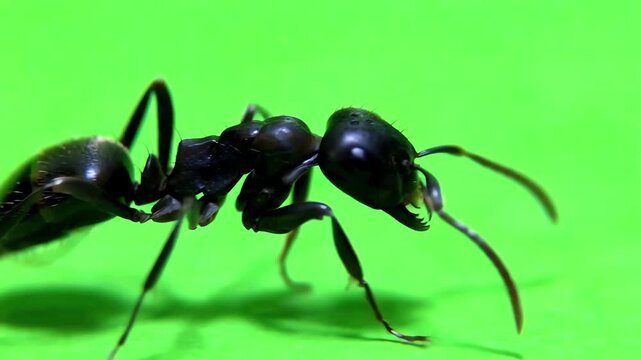 Close up shot of a black garden ant crawling steadily across a bright green screen background for compositing