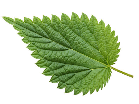 Single vibrant green stinging nettle leaf with serrated edges and detailed veins isolated view
