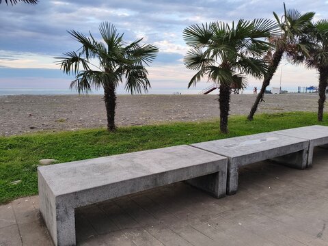 Palm trees and a bench on the beach.