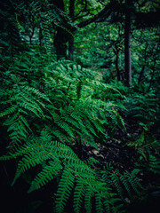 Green fern fronds in shaded Padley Gorge woodland © Marcin