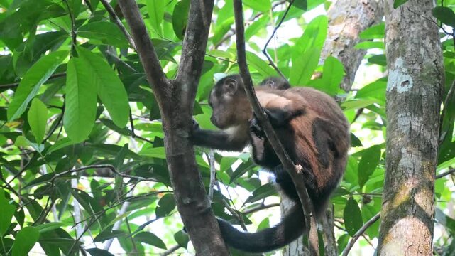 Monkeys,  mother and son, Azaras's capuchin, hooded capuchin, Sarajus cay, Amazonas, Manaus, Brazil