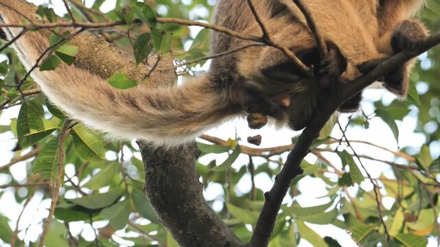 howler monkey,  monkey is defecating, close up, monkey on tree, Alouatta caraya, female, South Wild Lodge, Pantanal, Mato Grosso, Brazil, slow motion, defecate